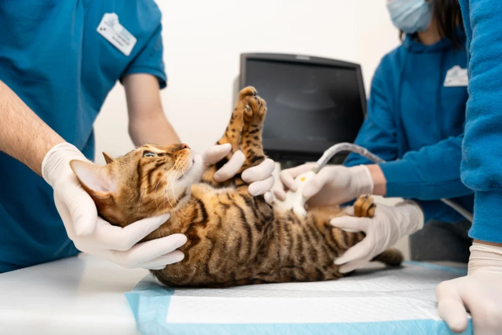 Health Concerns Cat: Keeping Your Feline Friend Well