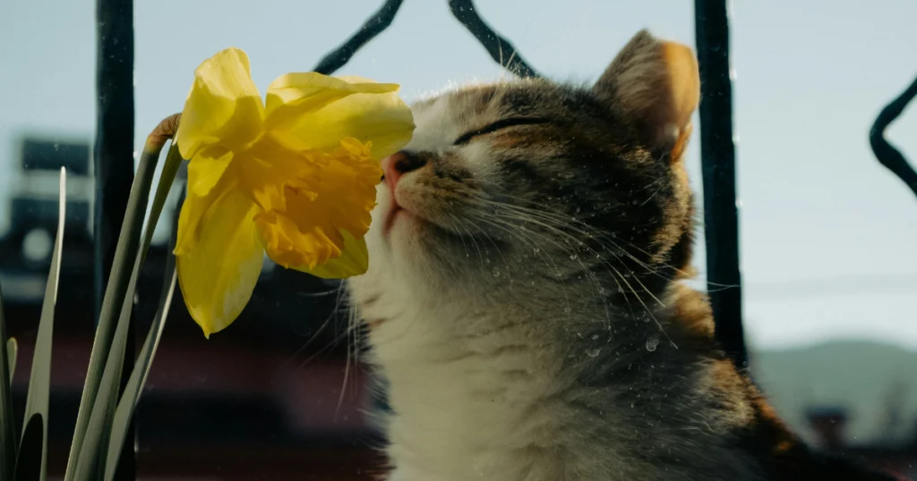 Are Tulips Safe for Cats?