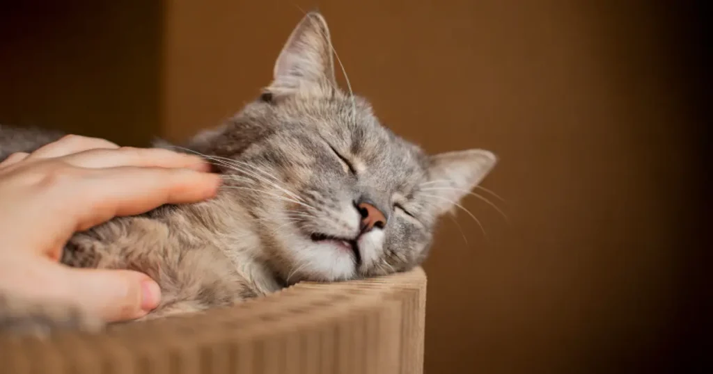 calming anxious cats