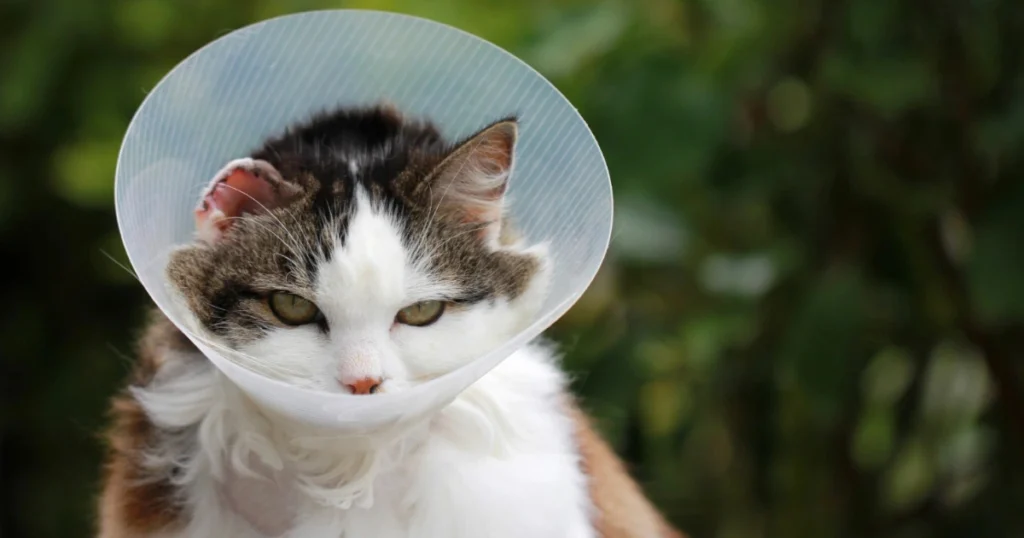 Discover Common Cat Illnesses: What to Watch For