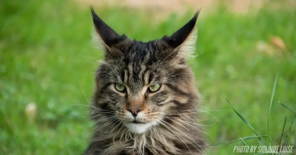 Maine Coon