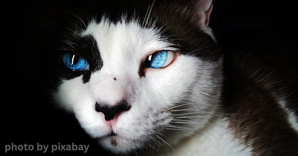 Discover Cats with Blue Eyes: Rarity and Beauty