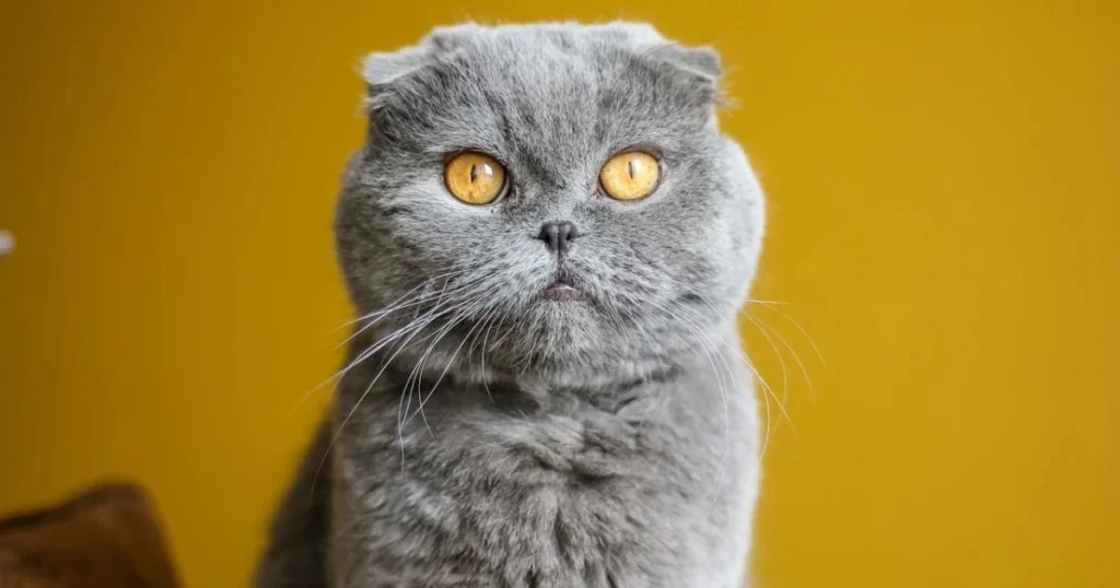 British Shorthair: Charming Feline Companions