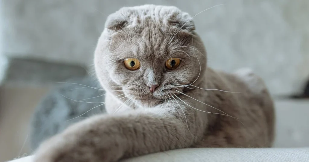 Scottish Fold: Unique Cats with Folded Ears