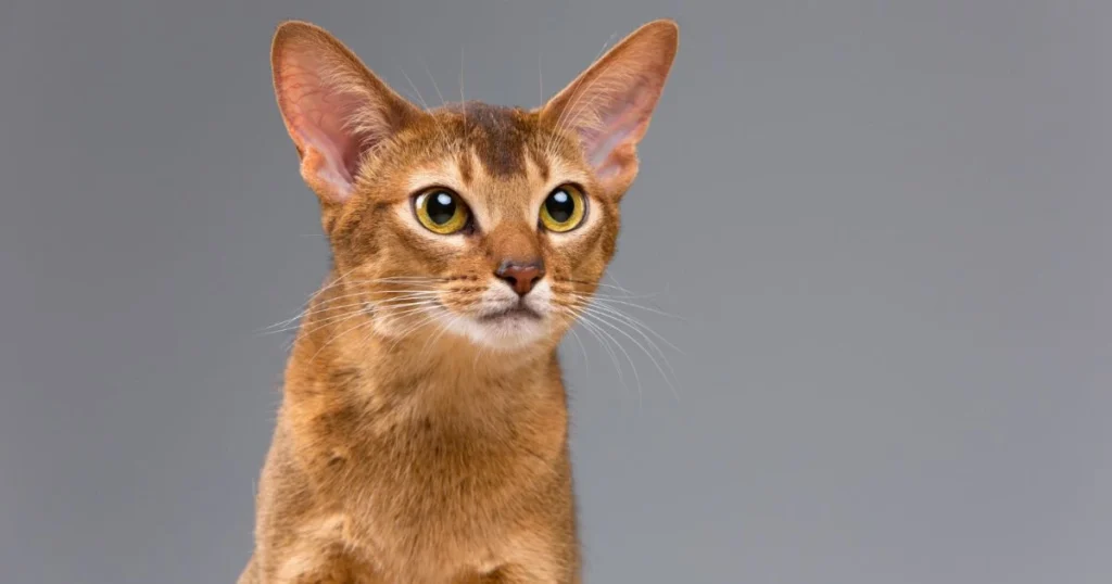 Discover the Abyssinian