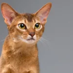 Discover the Abyssinian