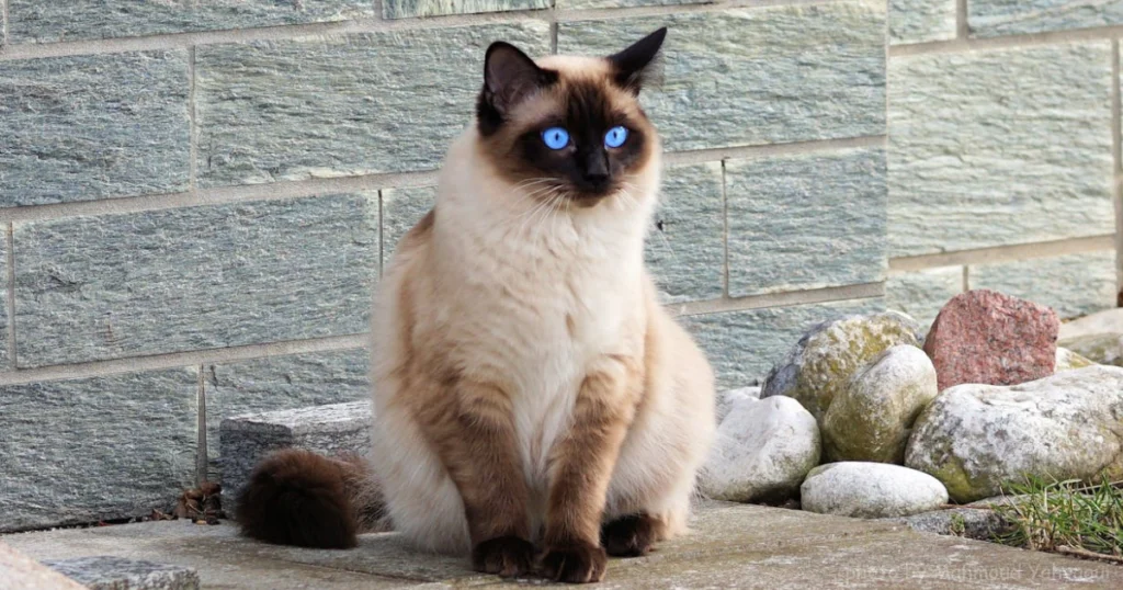 Siamese Cats: Elegant Felines with Striking Features