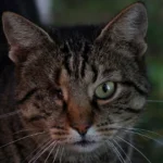 Caring for Your Blind Cat: Essential Tips & Guidance