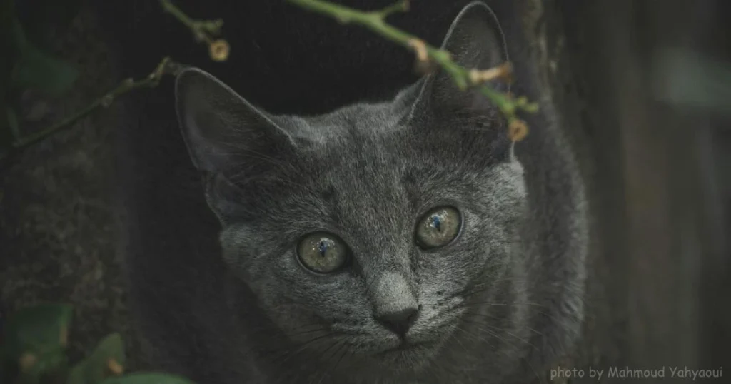 Russian Blue: Elegant and Gentle Feline Companion