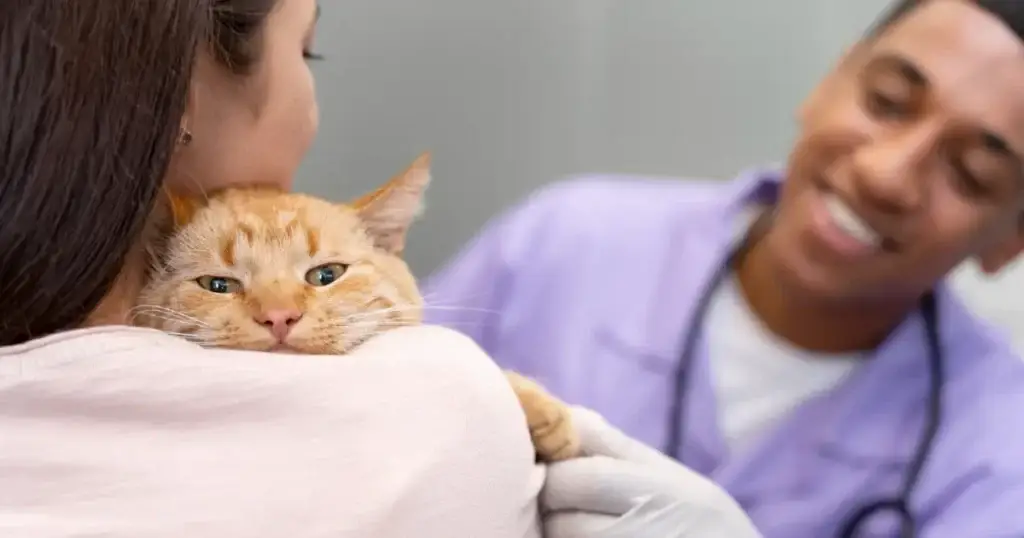 Cat Infectious Diseases: Protect Your Feline Friend