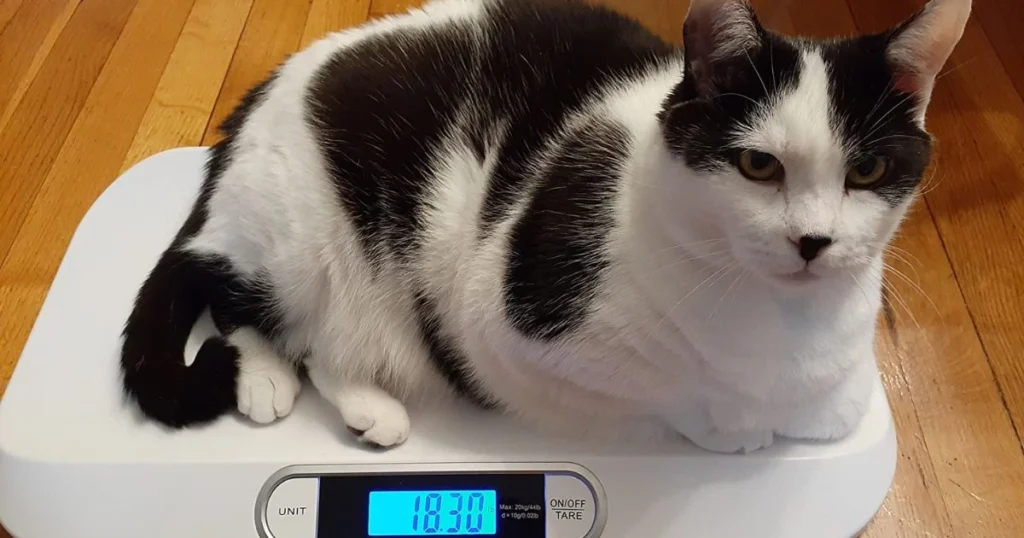 How Much Should a Cat Weigh? A Healthy Guide