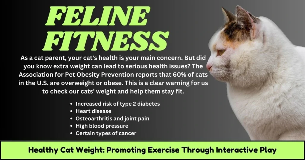 Healthy Cat Weight: Tips for Feline Fitness