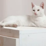 Ideal Weight for Domestic Cats: Feline Fitness