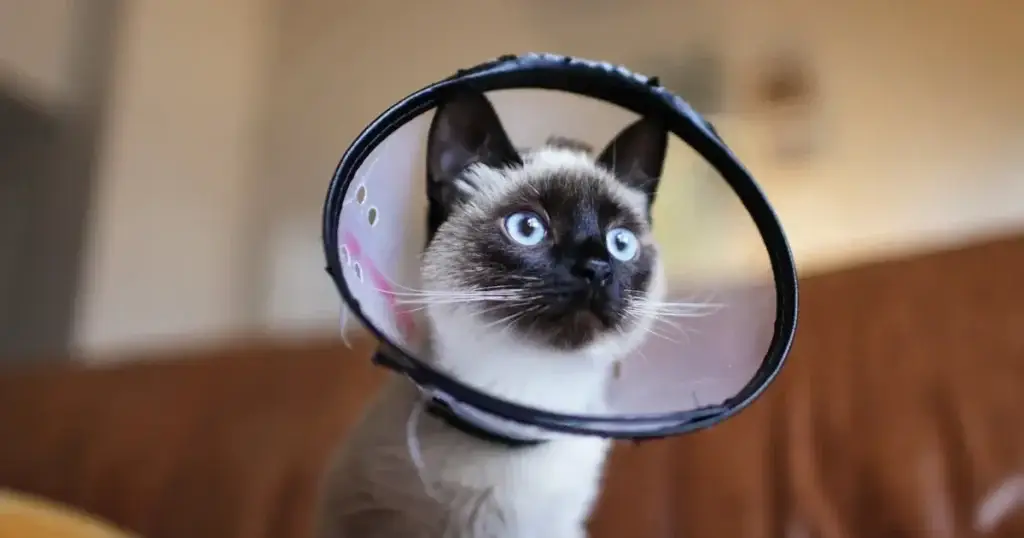 Caring for Your Cat After Surgery: Recovery Tips