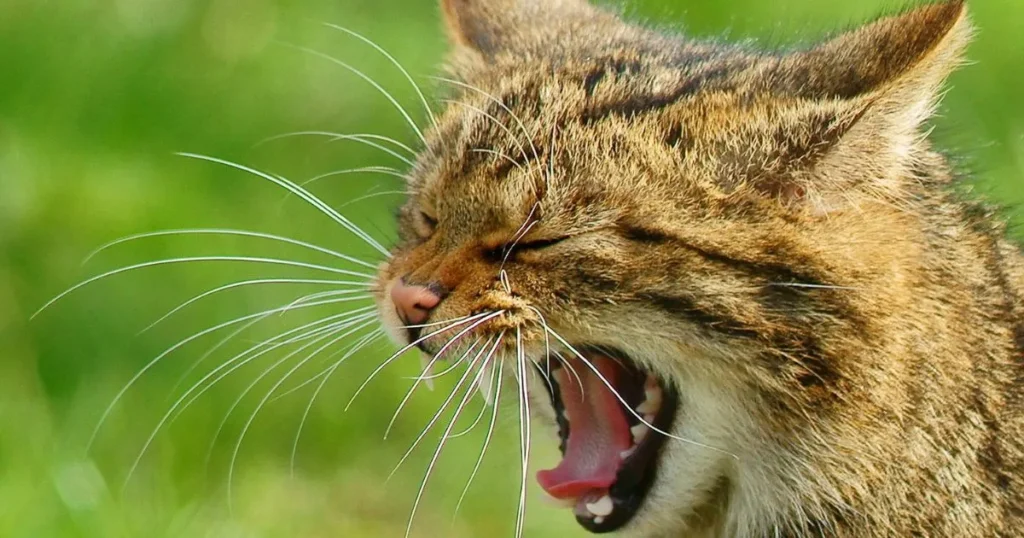 Discover Fascinating Types of Wild Cats