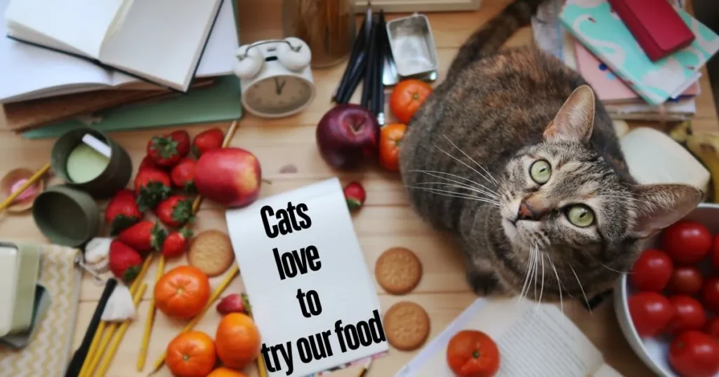 Cats and Human Foods: Safe Treats for Your Feline