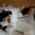 Three-Legged Cat Health Tips: Care for Your Tripod Kitty