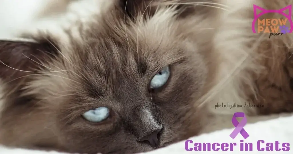 Cancer in Cats: Signs, Treatment & Care for Your Pet