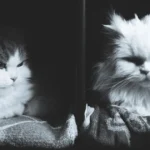 Aging and Senior Cat Care: Tips for Your Older Feline