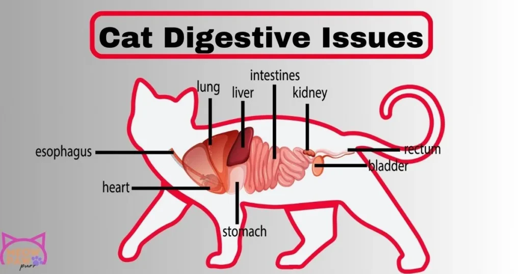 Cat Digestive Issues: Symptoms and Solutions