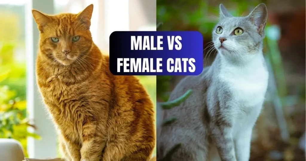 Choosing a Male or Female Cat: What's Best for You?