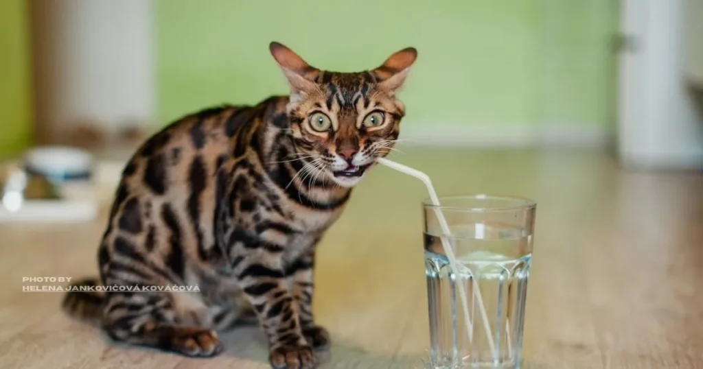 Recognizing Dehydration Signs in Cats: Key Tips