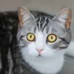 Top 10 Low-Shedding Cat Breeds for Allergy Sufferers