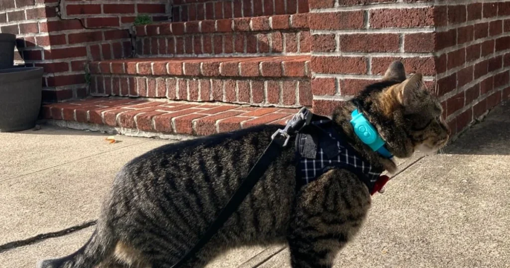 Cat Collar with GPS: A Comprehensive Guide to Keeping Your Feline Safe