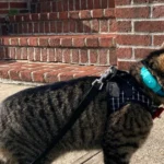 Cat Collar with GPS: A Comprehensive Guide to Keeping Your Feline Safe