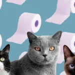 Treating Cat Diarrhea: Effective Strategies for Relief and Recovery