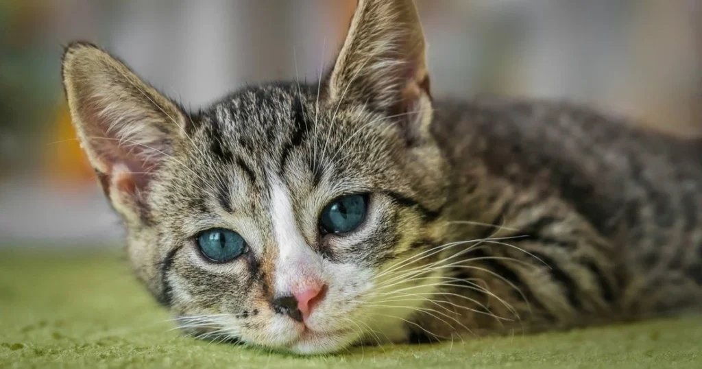 Signs of Cat Illness: How to Spot When Your Cat Needs Help