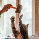 Understanding Hairballs in Cats: Causes, Symptoms, and Solutions