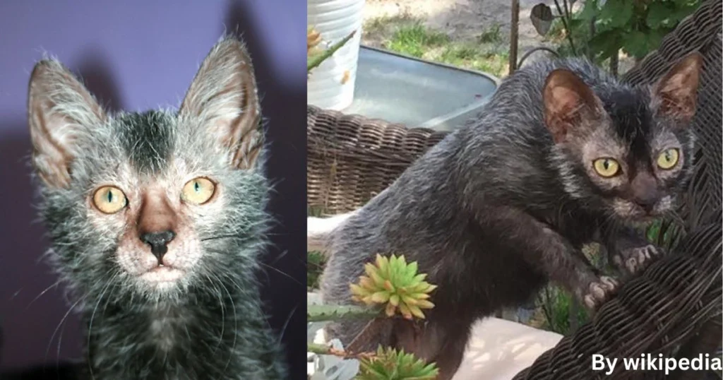 What Is a Lykoi Cat? Discover the Unique Appearance and Personality of This Rare Breed