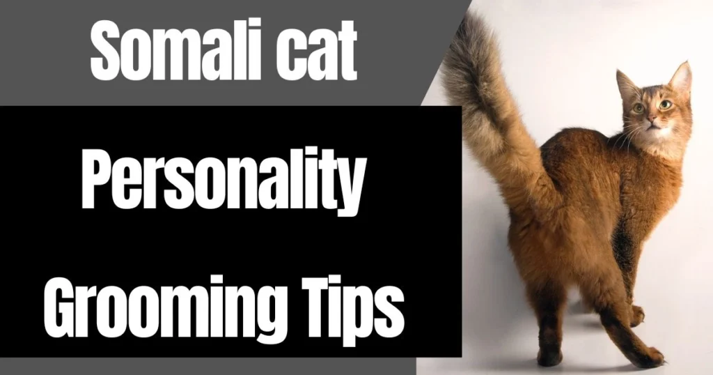 A Complete Guide to Somali Cats: Personality, Care, and Grooming Tips