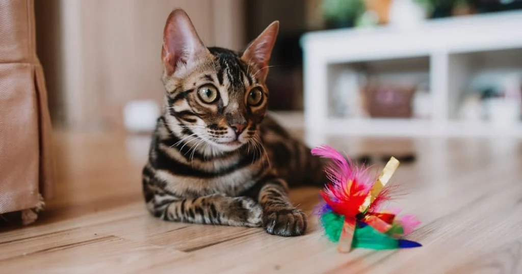 Choosing Safe Toys for Cats: Tips Every Pet Owner Should Know