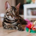 Choosing Safe Toys for Cats: Tips Every Pet Owner Should Know