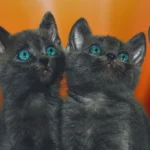 Feeding, Weaning, and Health Tips for Neonatal Kittens