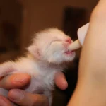 Comprehensive Kitten Fostering Guide for Beginners
