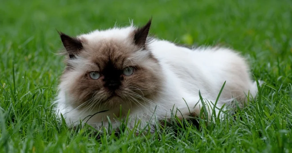 Everything You Need to Know About the Himalayan Cat