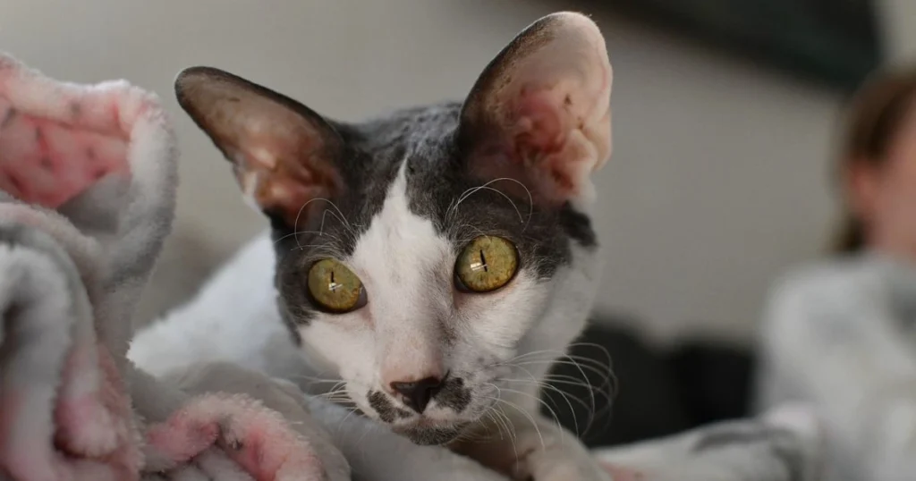 Why Cornish Rex Cats Are Loved for Their Unique Curly Coats