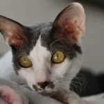 Why Cornish Rex Cats Are Loved for Their Unique Curly Coats