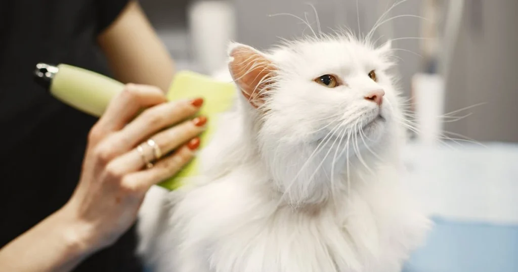 Is the Turkish Angora Right for You? Temperament and Care Guide