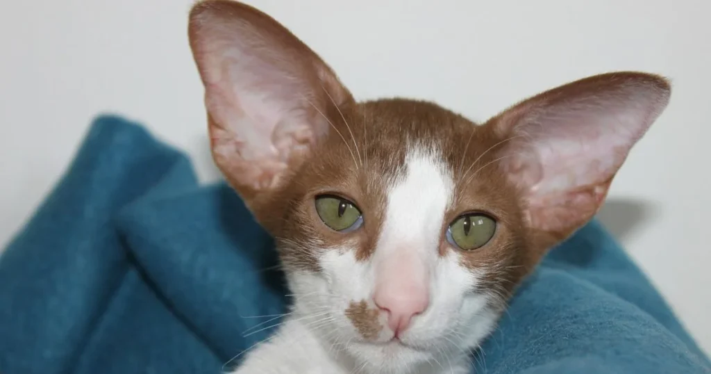 Why Oriental Shorthairs Are Known for Their Unique Appearance and Personality