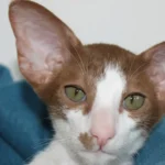 Why Oriental Shorthairs Are Known for Their Unique Appearance and Personality