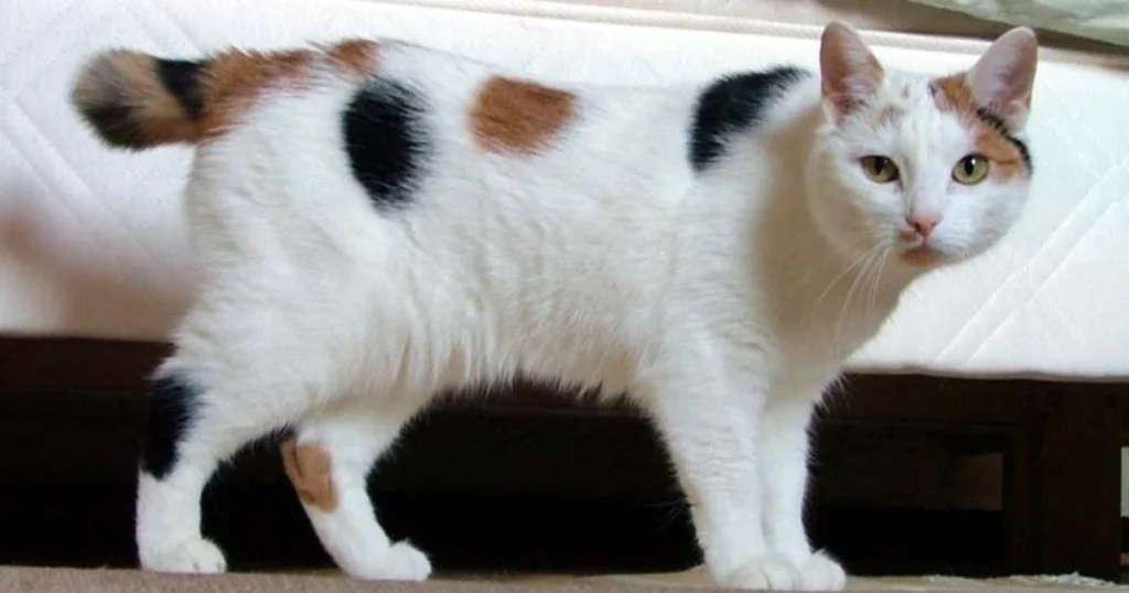 Japanese Bobtail Cat Characteristics and Traits: A Breed Overview