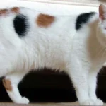Japanese Bobtail Cat Characteristics and Traits: A Breed Overview