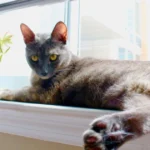 Korat Cat Breed Profile: Characteristics, Temperament, and Care