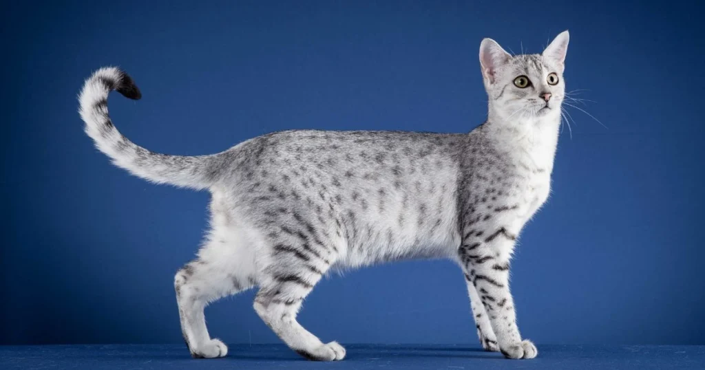 Egyptian Mau: A Complete Guide to This Ancient and Elegant Breed