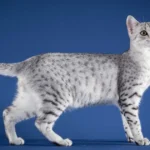 Egyptian Mau: A Complete Guide to This Ancient and Elegant Breed