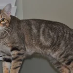 Manx Cat Breed Profile: Personality, Traits, and Care Guide